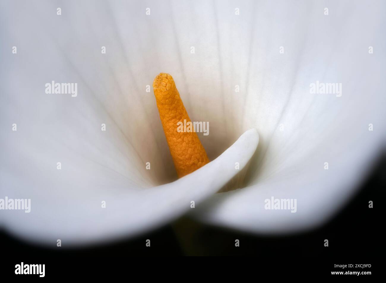 Close up of Calla Lily. Oregon Banque D'Images
