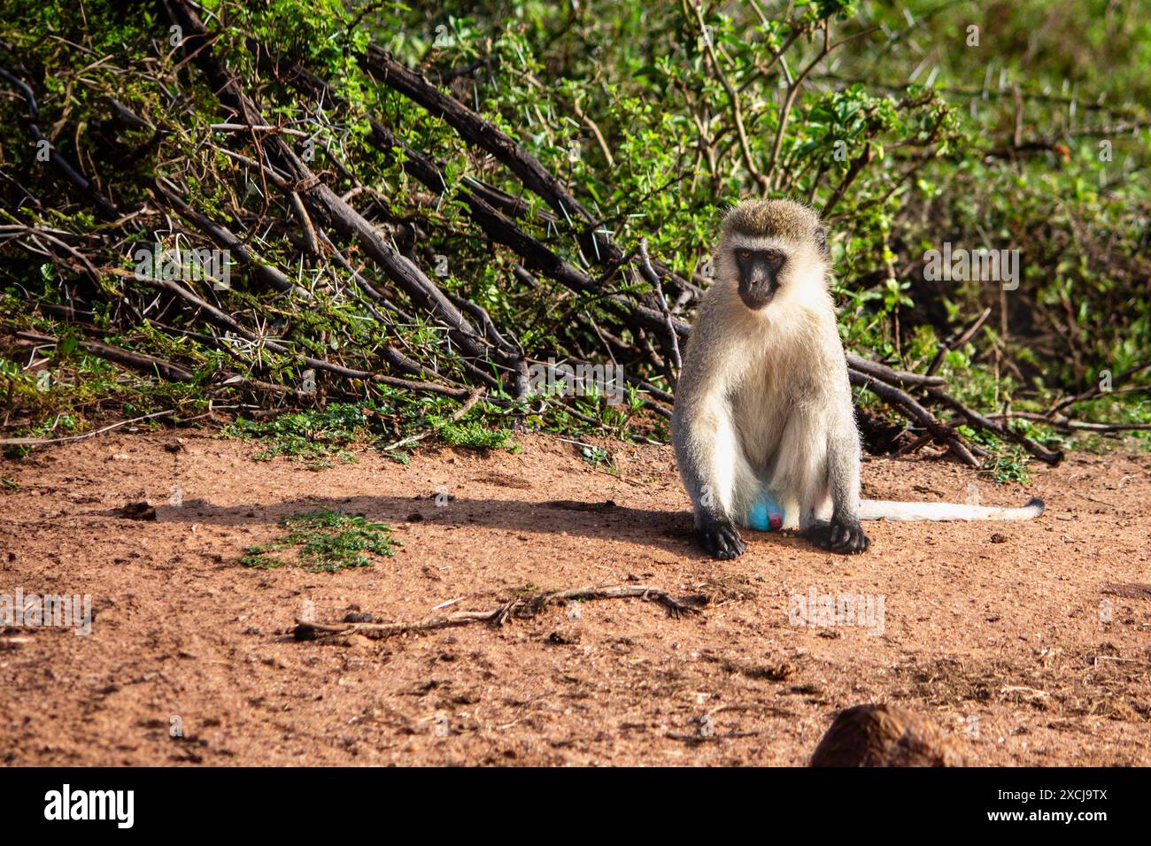 Un singe vervet mâle assis sur le sol dans le Masai Mara, Kenya Banque D'Images