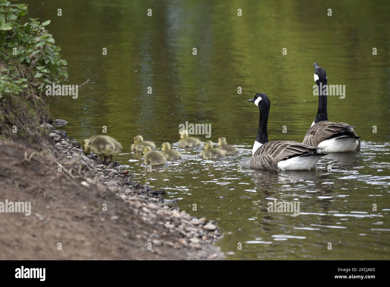 Deux bernaches du Canada adultes (Branta canadensis) avec huit Goslings nageant loin de la caméra, visages visibles, près d'un banc de rivière dans le Staffordshire, Royaume-Uni Banque D'Images