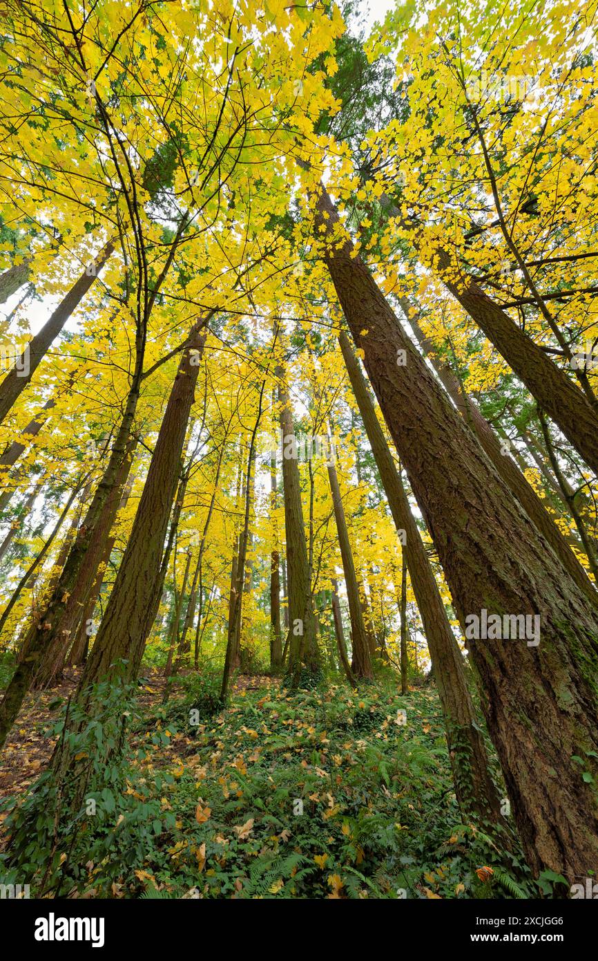 Arbres d'érable Big Leaf en couleur automne. Wilsonville, OREGON Banque D'Images