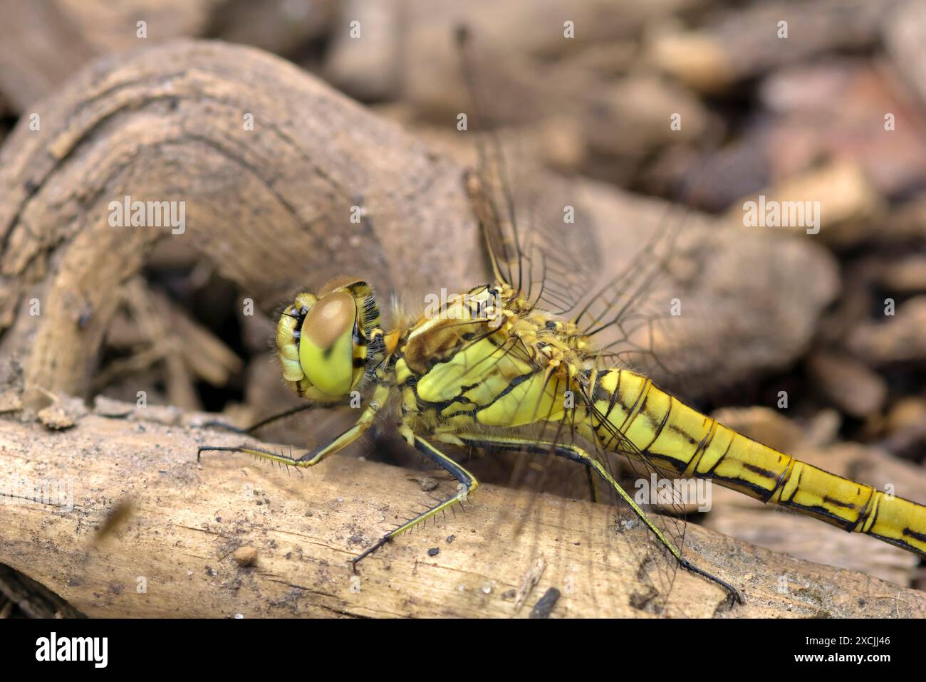 Gros plan d'une grosse libellule (Aeshna sp.) assis sur un sous-sol en bois, macro photographie, insectes, nature, biodiversité Banque D'Images