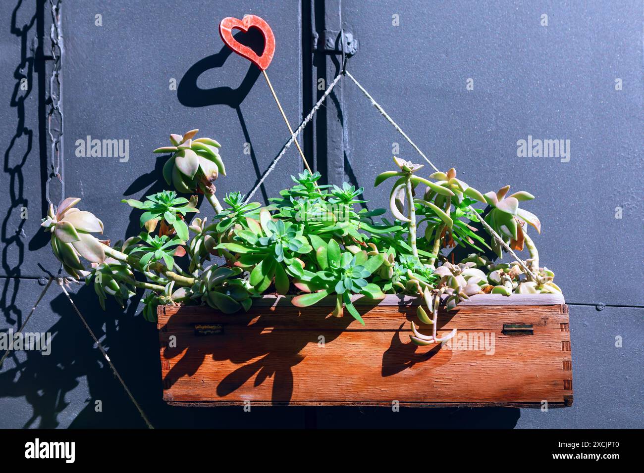 Boîte en bois remplie de plantes vertes luxuriantes. Les boîtes avec des fleurs sont placées à l'extérieur pour la décoration de rue Banque D'Images