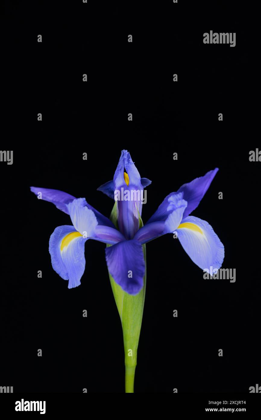 Une belle fleur d'iris violette sur un fond noir. Banque D'Images