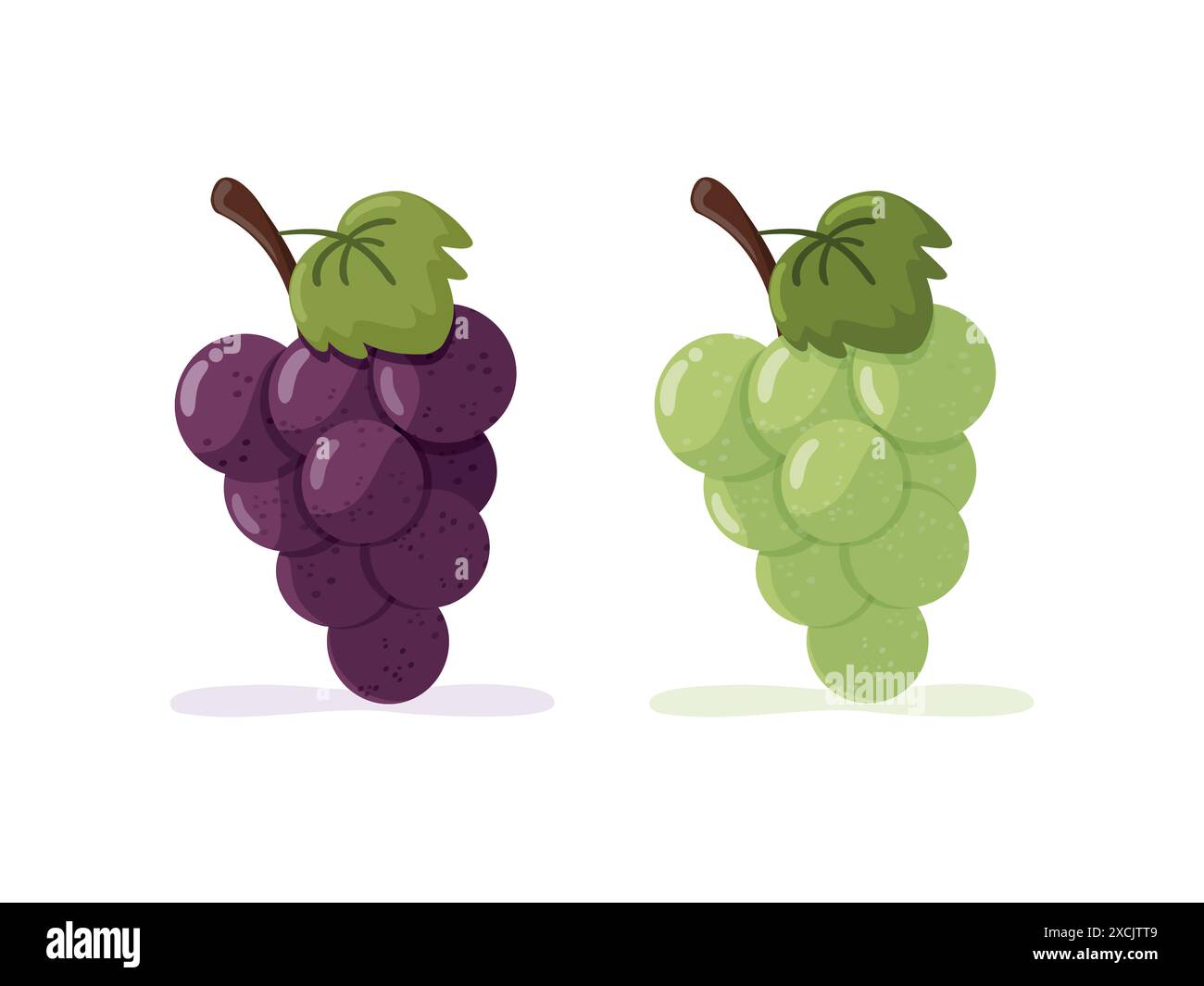 Ensemble de grappes de raisins. Raisins violets et verts. Illustration vectorielle isolée Illustration de Vecteur