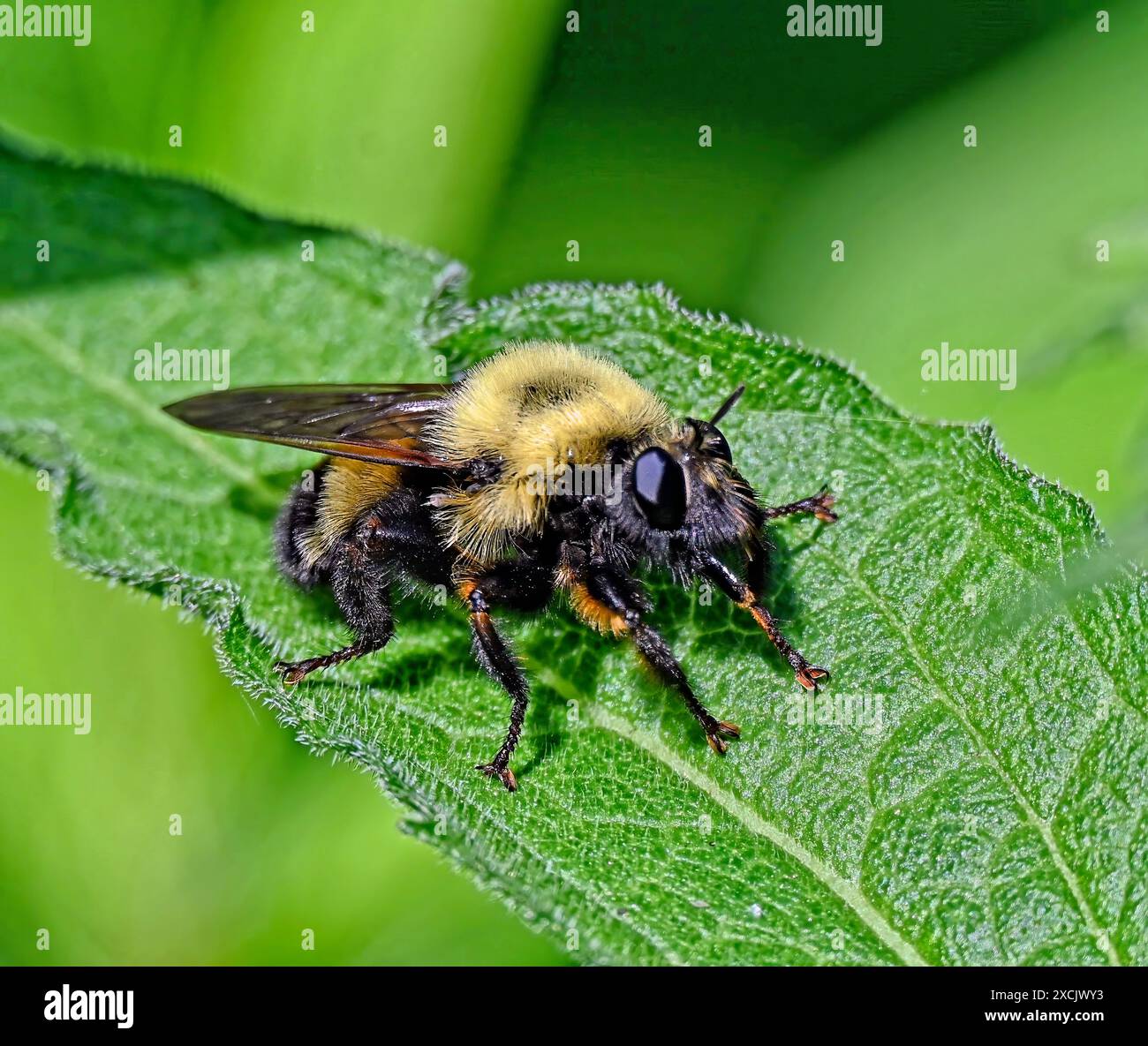 Queen Bumblebee (Bombus impatiens) repose sur une feuille au début de l'été Banque D'Images