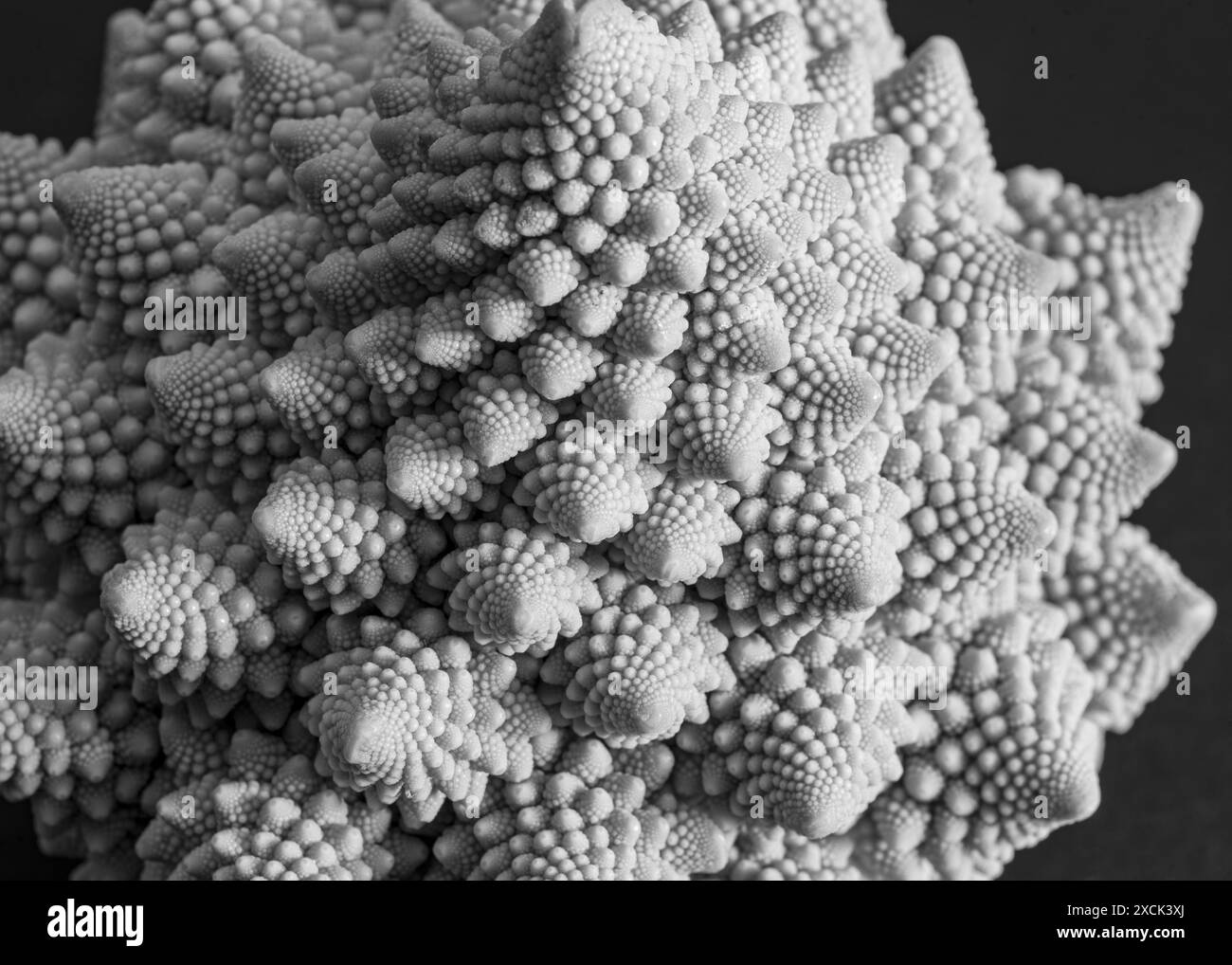 photo en gros plan de chou, inflorescence ramifiée au milieu d'une rosette de feuilles, appelé chou-fleur en botanique, macro image Banque D'Images