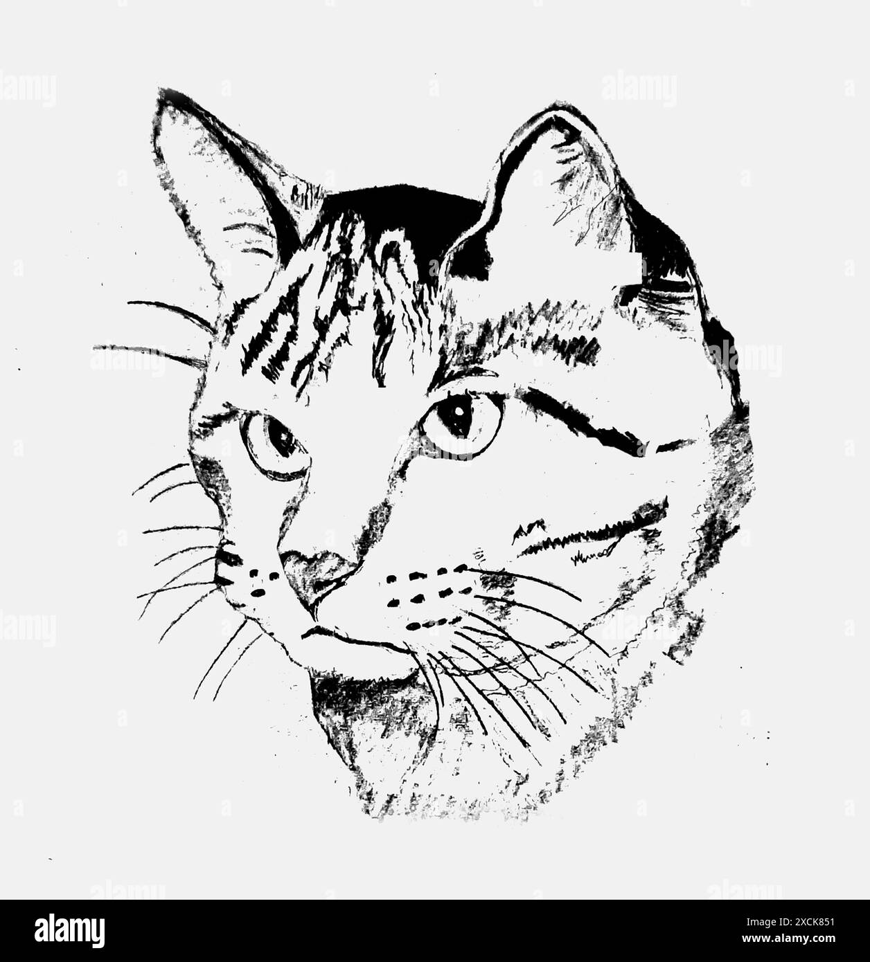 Un ensemble de couleurs et d'images de croquis, un livre de coloriage. Chat beige clair mignon, vecteur de bande dessinée. Un ensemble de couleurs et d'images de croquis, un livre de coloriage. Mignon l Banque D'Images