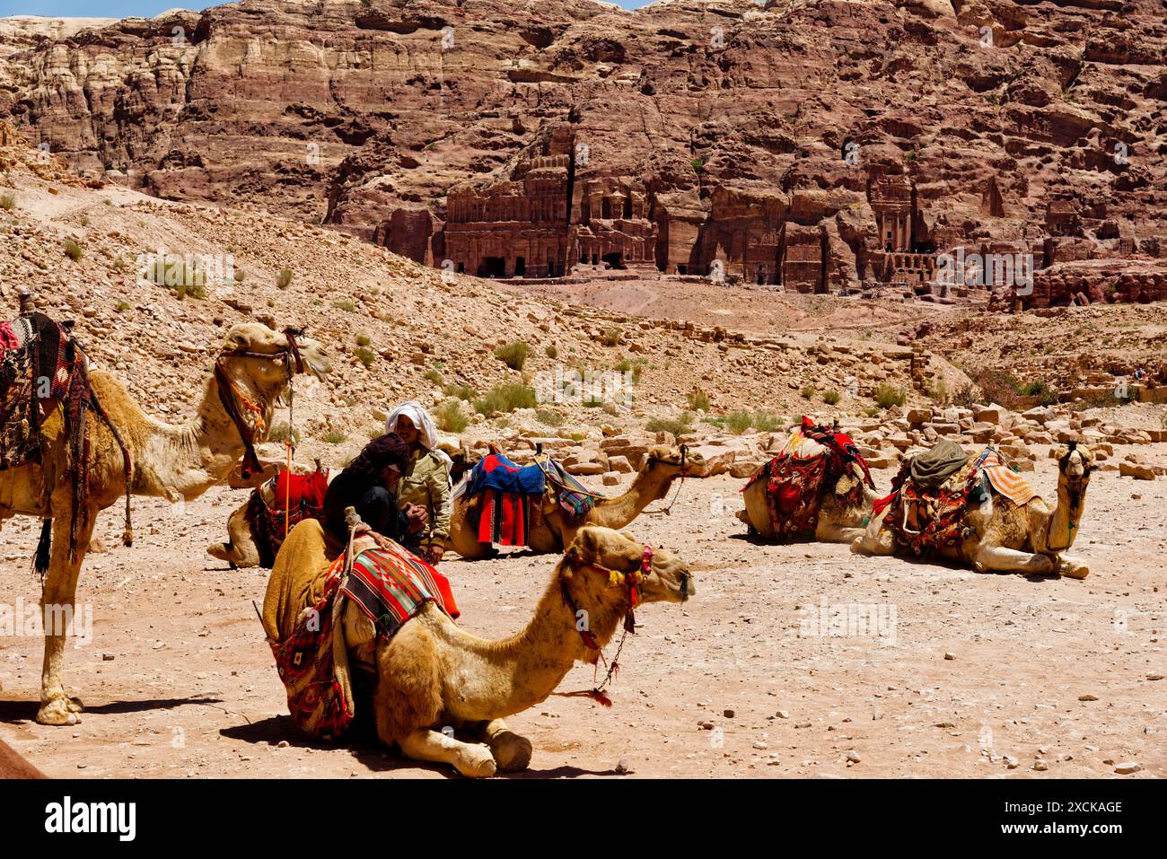 Chameaux sellés reposant dans la vallée de Wadi Rum, Jordanie Banque D'Images