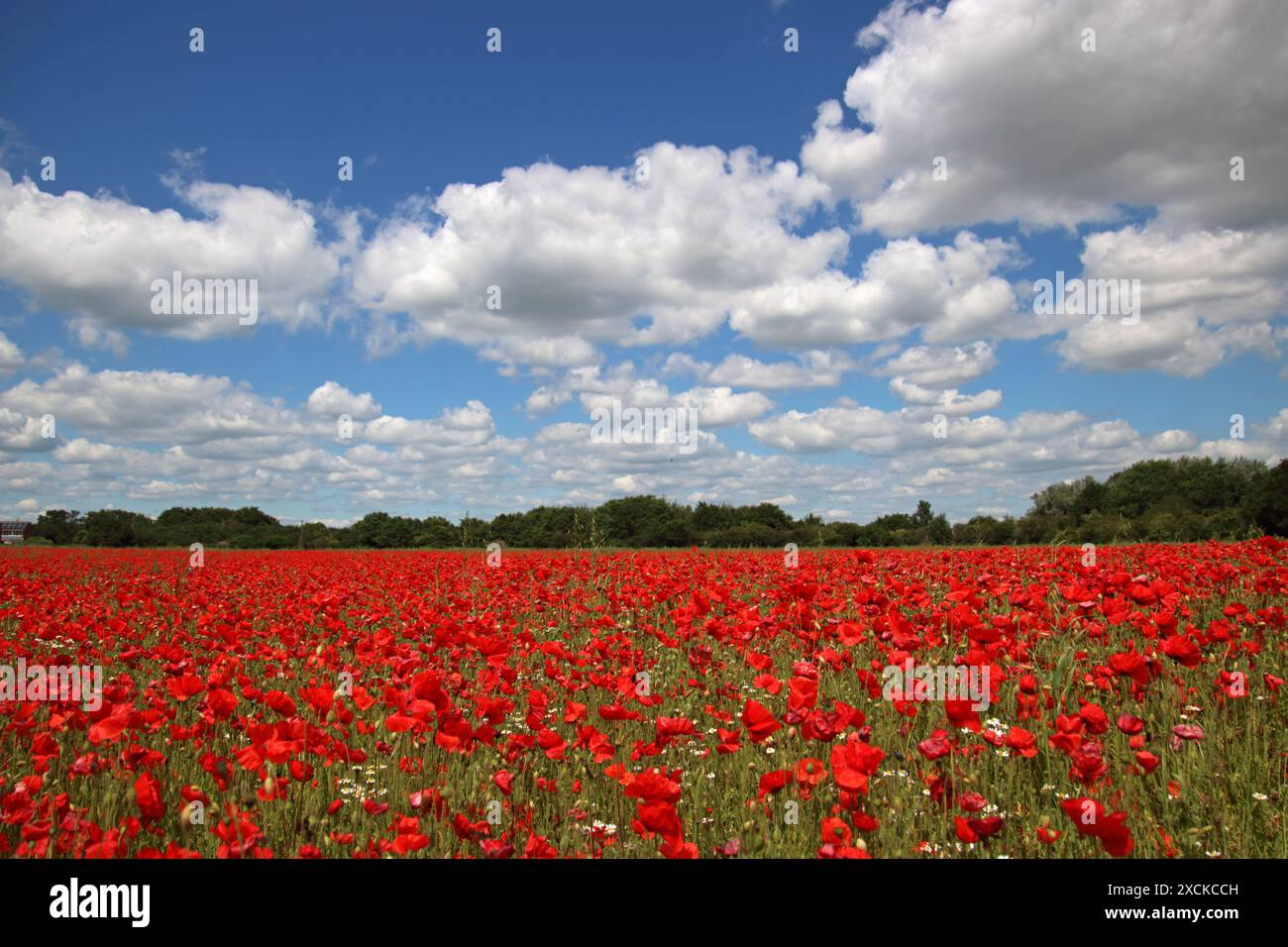Tilbury, Essex, Angleterre, Royaume-Uni. 17 juin 2024. Une exposition glorieuse de coquelicots à Tilbury dans l'Essex. Cette prairie de fleurs rouges cramoisies semble spectaculaire dans le soleil glorieux de l'été. Crédit : Julia Gavin/Alamy Live News Banque D'Images Tilbury, Essex, Angleterre, Royaume-Uni. 17 juin 2024. Une exposition glorieuse de coquelicots à Tilbury dans l'Essex. Cette prairie de fleurs rouges cramoisies semble spectaculaire dans le soleil glorieux de l'été. Crédit : Julia Gavin/Alamy Live News Banque D'Images