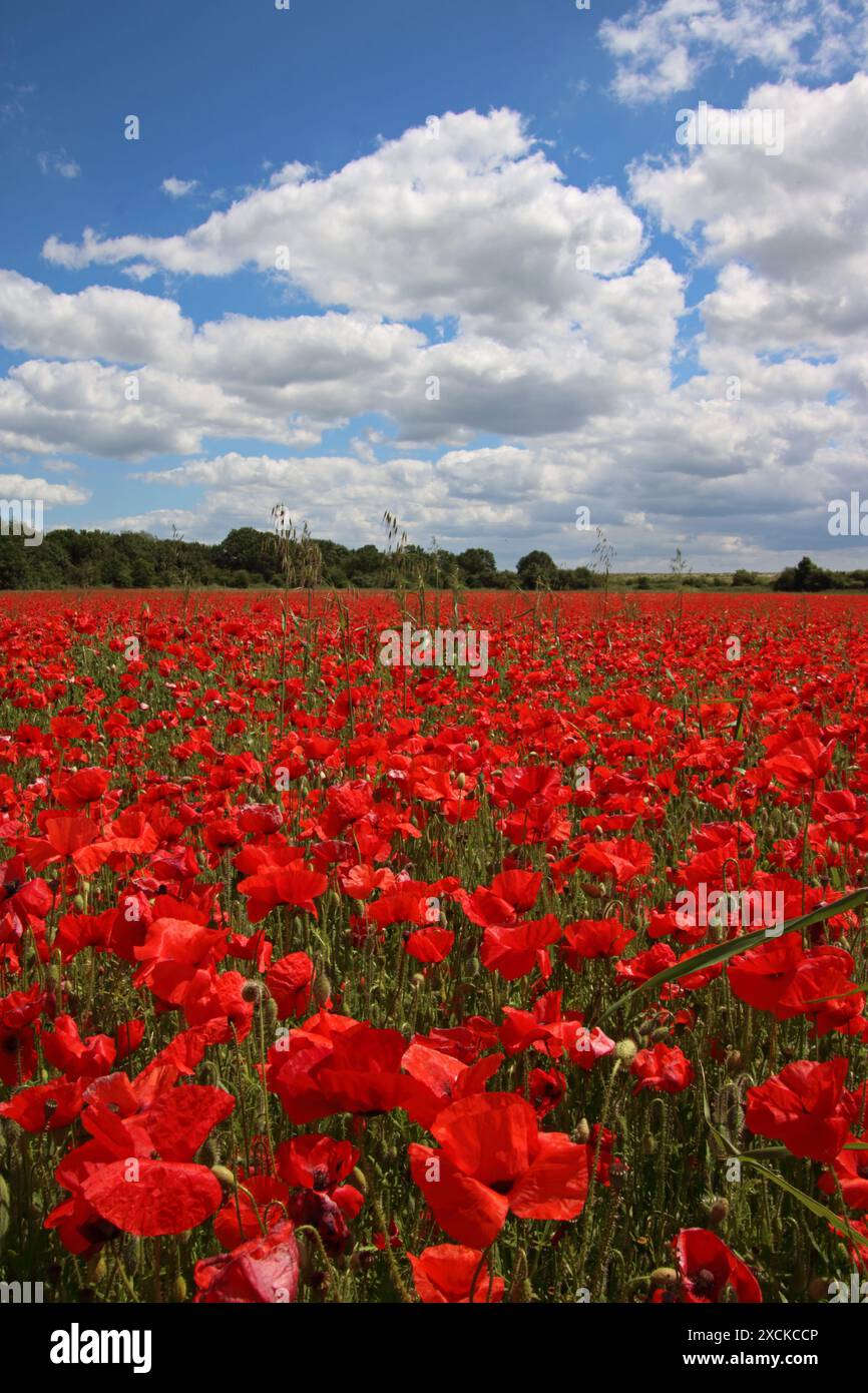 Tilbury, Essex, Angleterre, Royaume-Uni. 17 juin 2024. Une exposition glorieuse de coquelicots à Tilbury dans l'Essex. Cette prairie de fleurs rouges cramoisies semble spectaculaire dans le soleil glorieux de l'été. Crédit : Julia Gavin/Alamy Live News Banque D'Images Tilbury, Essex, Angleterre, Royaume-Uni. 17 juin 2024. Une exposition glorieuse de coquelicots à Tilbury dans l'Essex. Cette prairie de fleurs rouges cramoisies semble spectaculaire dans le soleil glorieux de l'été. Crédit : Julia Gavin/Alamy Live News Banque D'Images