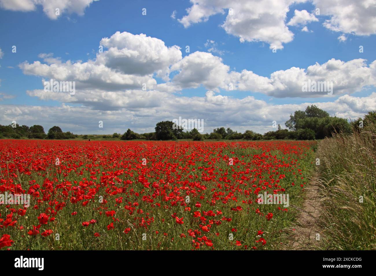 Tilbury, Essex, Angleterre, Royaume-Uni. 17 juin 2024. Une exposition glorieuse de coquelicots à Tilbury dans l'Essex. Cette prairie de fleurs rouges cramoisies semble spectaculaire dans le soleil glorieux de l'été. Crédit : Julia Gavin/Alamy Live News Banque D'Images Tilbury, Essex, Angleterre, Royaume-Uni. 17 juin 2024. Une exposition glorieuse de coquelicots à Tilbury dans l'Essex. Cette prairie de fleurs rouges cramoisies semble spectaculaire dans le soleil glorieux de l'été. Crédit : Julia Gavin/Alamy Live News Banque D'Images