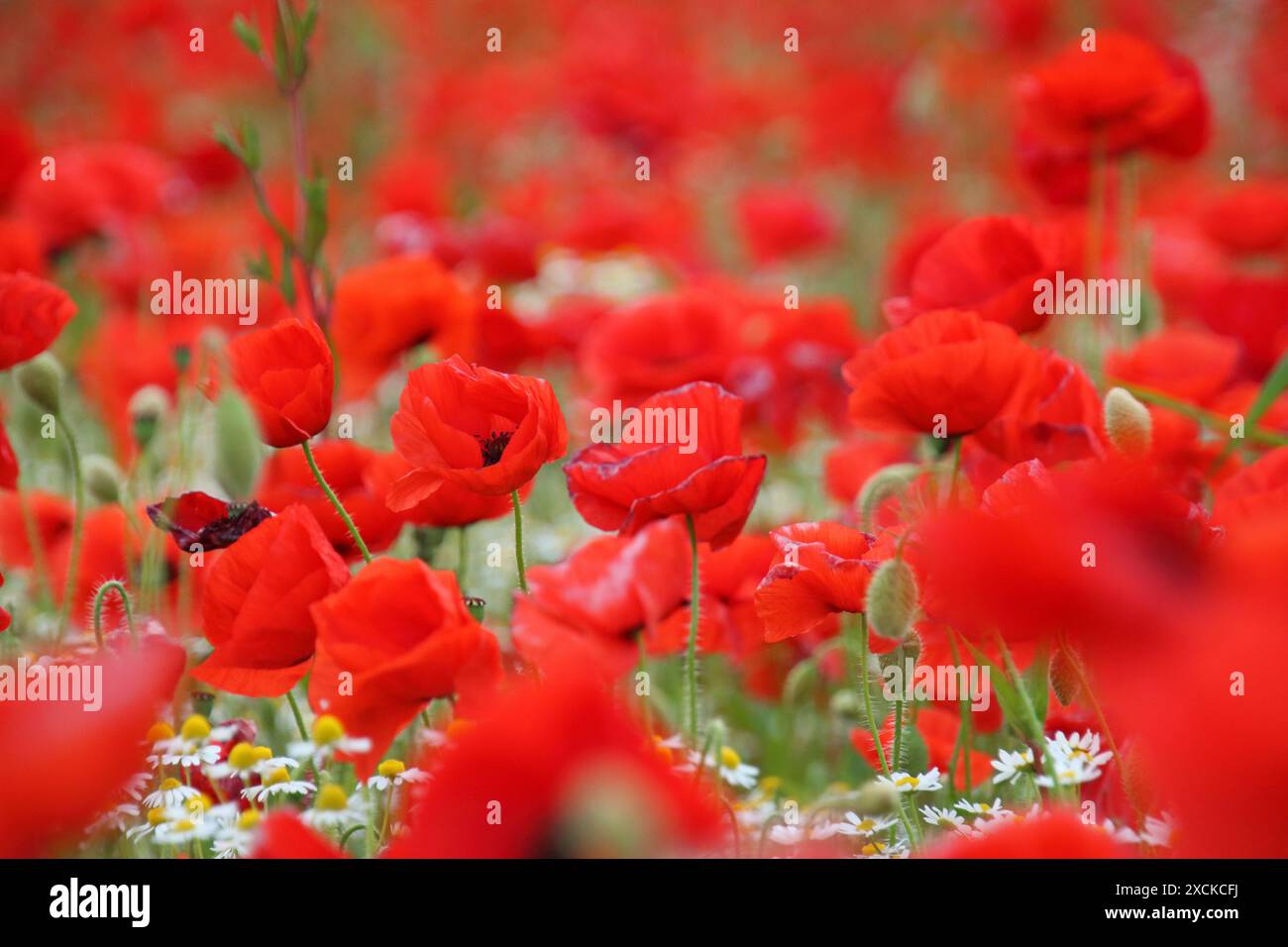 Tilbury, Essex, Angleterre, Royaume-Uni. 17 juin 2024. Une exposition glorieuse de coquelicots à Tilbury dans l'Essex. Cette prairie de fleurs rouges cramoisies semble spectaculaire dans le soleil glorieux de l'été. Crédit : Julia Gavin/Alamy Live News Banque D'Images Tilbury, Essex, Angleterre, Royaume-Uni. 17 juin 2024. Une exposition glorieuse de coquelicots à Tilbury dans l'Essex. Cette prairie de fleurs rouges cramoisies semble spectaculaire dans le soleil glorieux de l'été. Crédit : Julia Gavin/Alamy Live News Banque D'Images