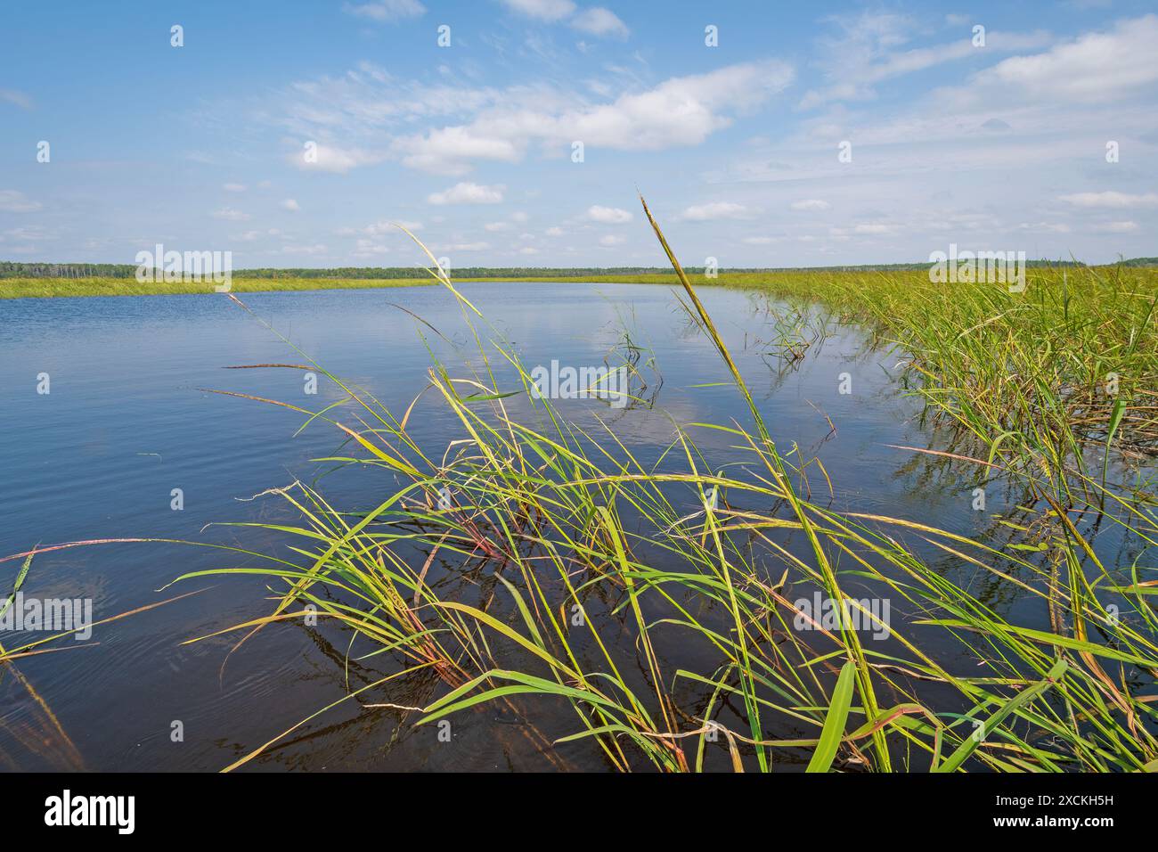 Eau et roseaux sur un lac North Woods sur le lac Heart dans le parc provincial Whiteshell au Manitoba Banque D'Images