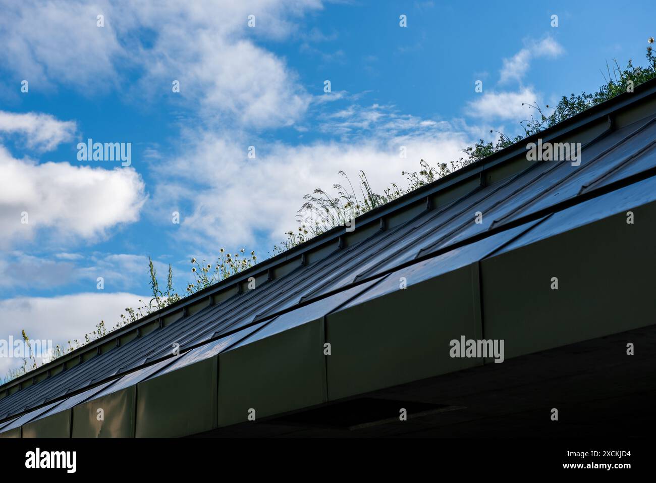 Toit métallique avec plantes, ciel bleu et nuages blancs. Banque D'Images
