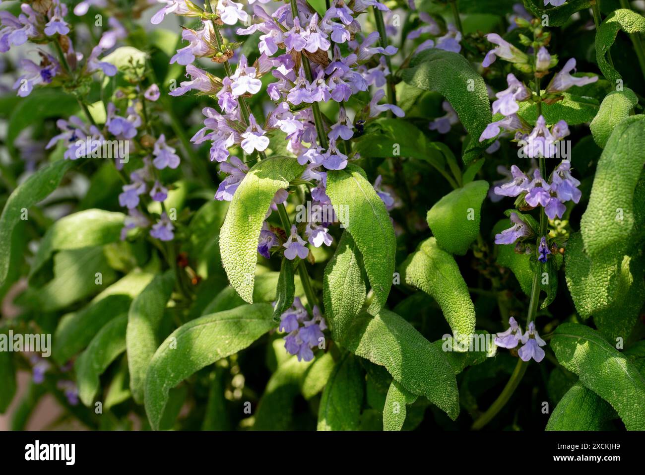 Sauge en fleurs, Salvia nemorosa. Plante Salvia nemorosa poussant dans le jardin. Banque D'Images