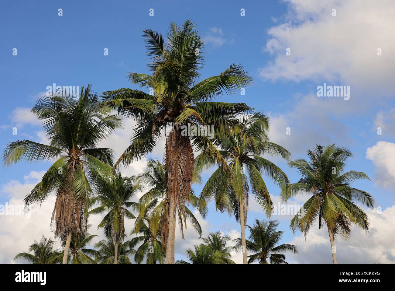 Cocotiers sur fond de ciel bleu et nuages blancs. Plage tropicale, nature paradisiaque en journée ensoleillée Banque D'Images
