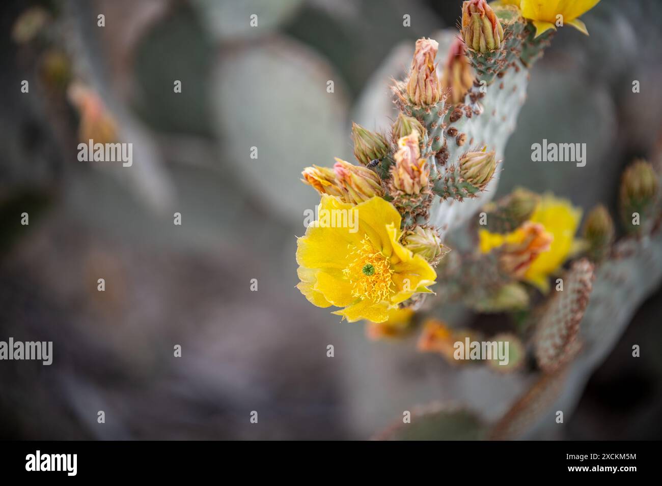 Gomez Palacio, Mexique Banque D'Images