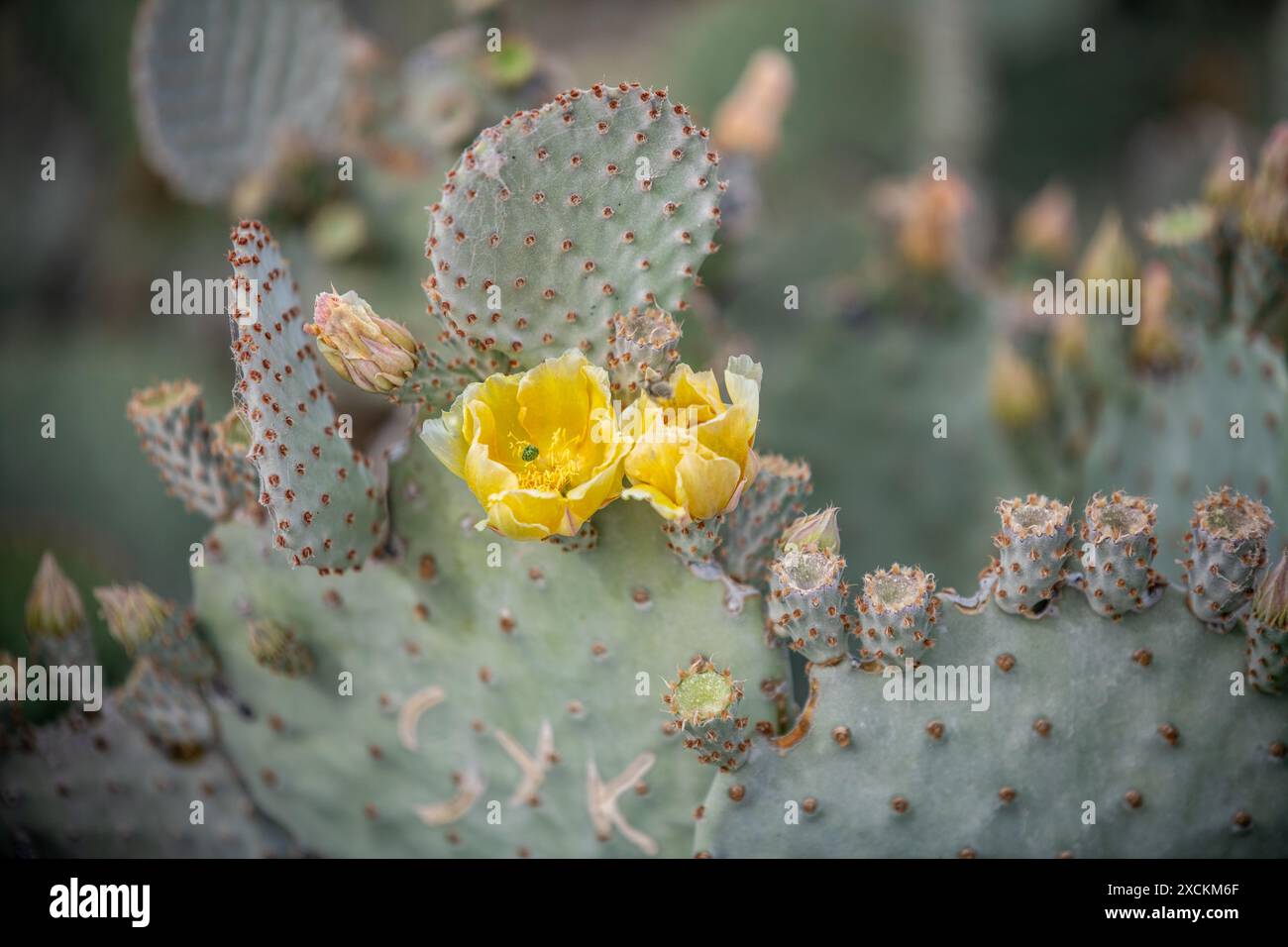 Gomez Palacio, Mexique Banque D'Images