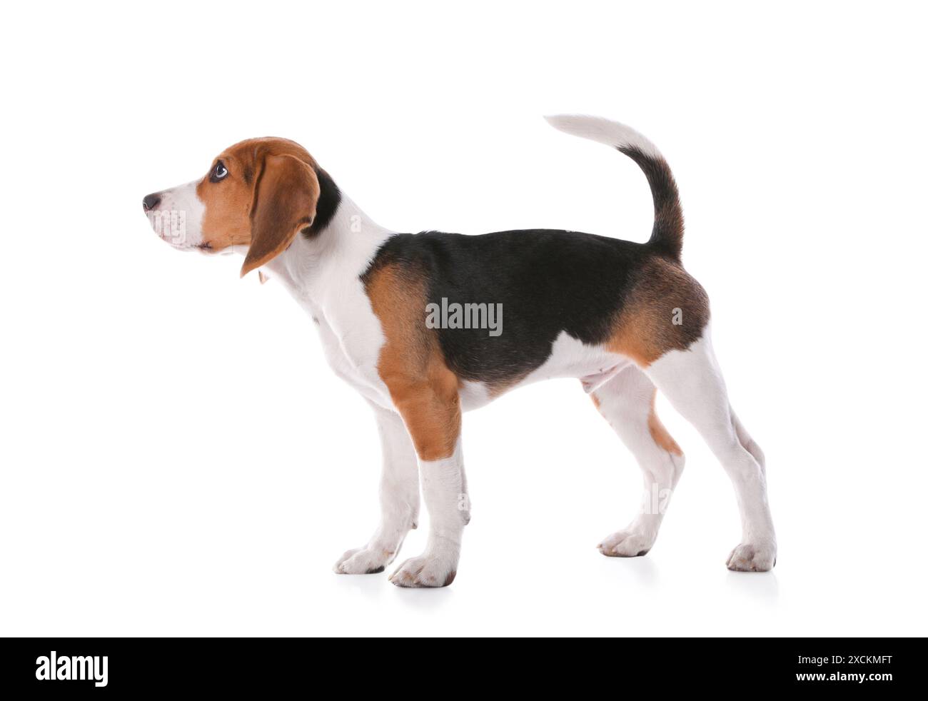 Mignon Beagle chiot sur fond blanc. Animal adorable Banque D'Images