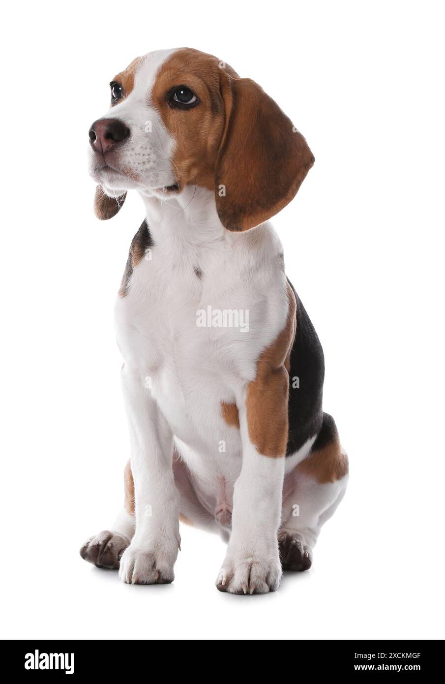 Mignon Beagle chiot sur fond blanc. Animal adorable Banque D'Images