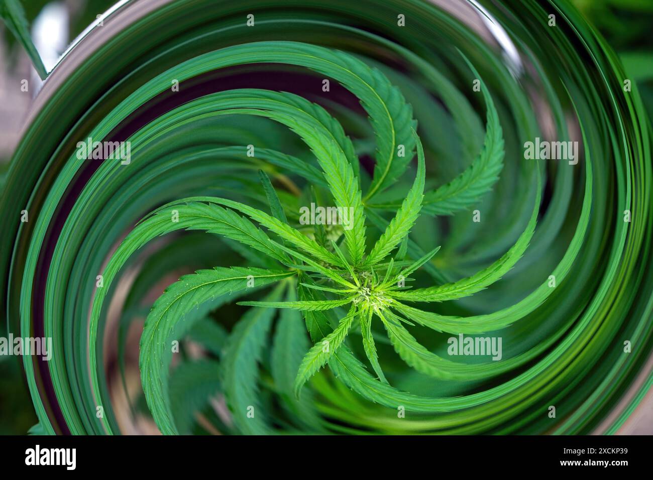 Image abstraite d'une jeune plante de cannabis. Banque D'Images