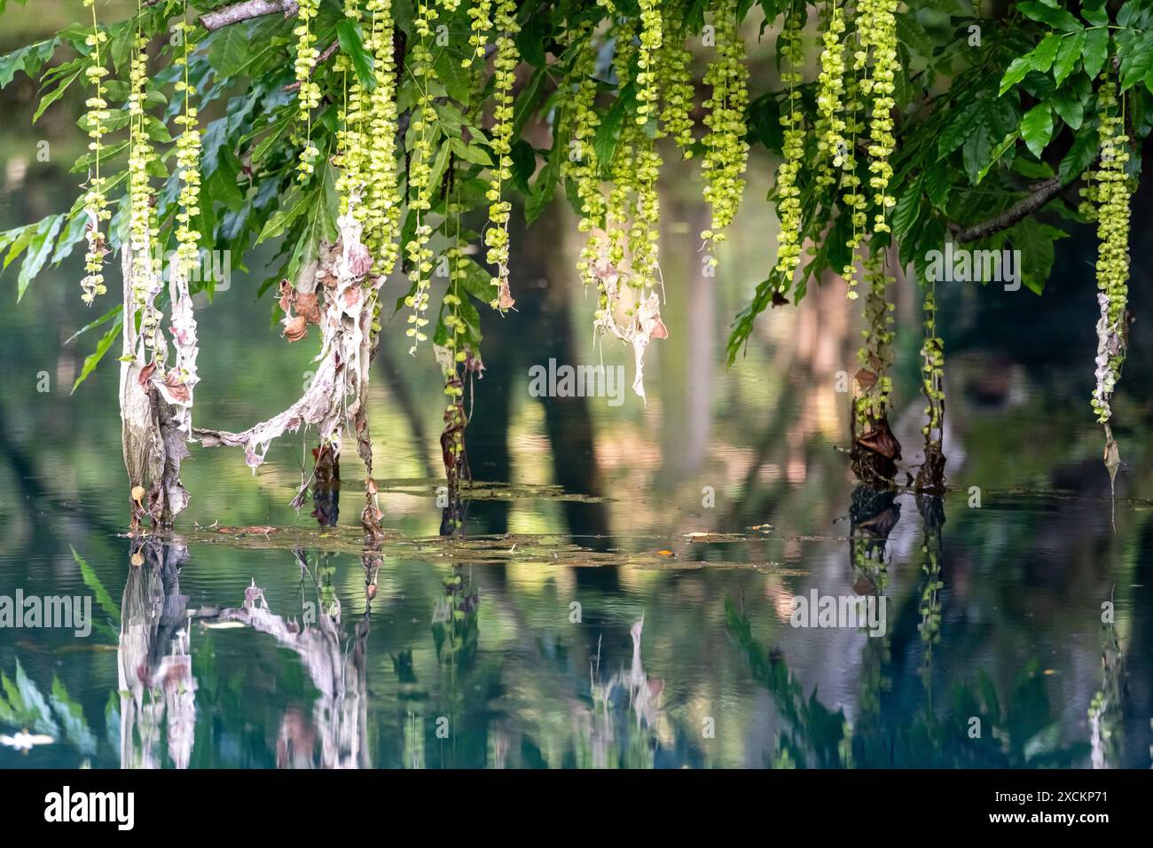 Les fontaines bleues du Château de Beaulon - Saint Dizant du Gua ; Charente maritime, France Banque D'Images