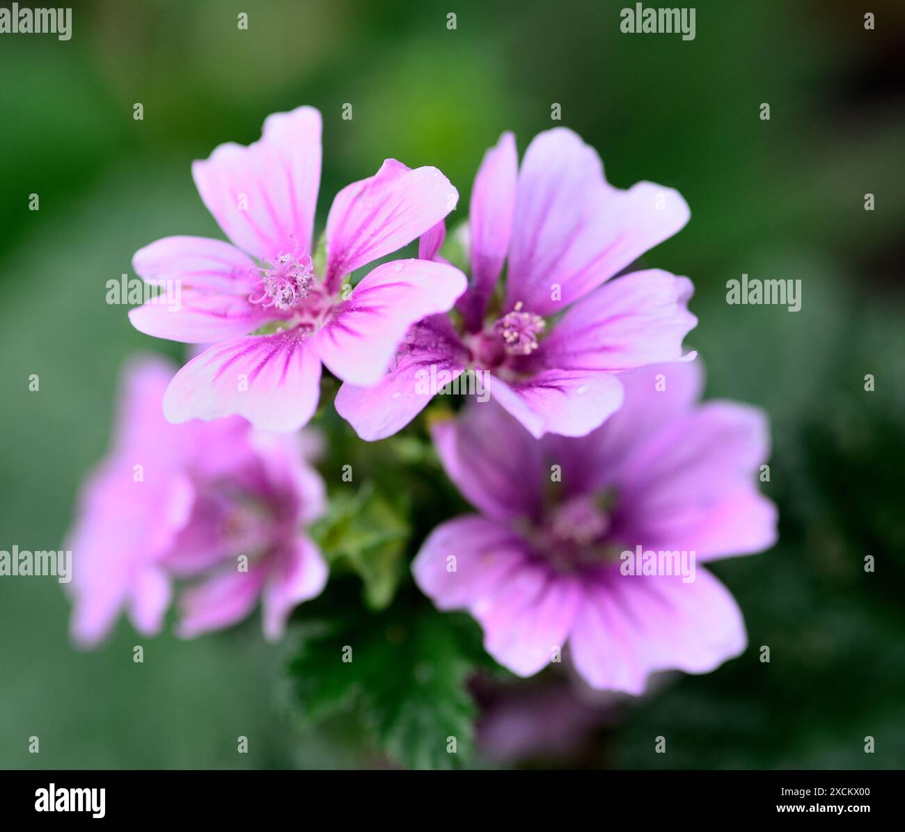 Mauve de zèbre (Malva sylvestris «Zebrina») Banque D'Images