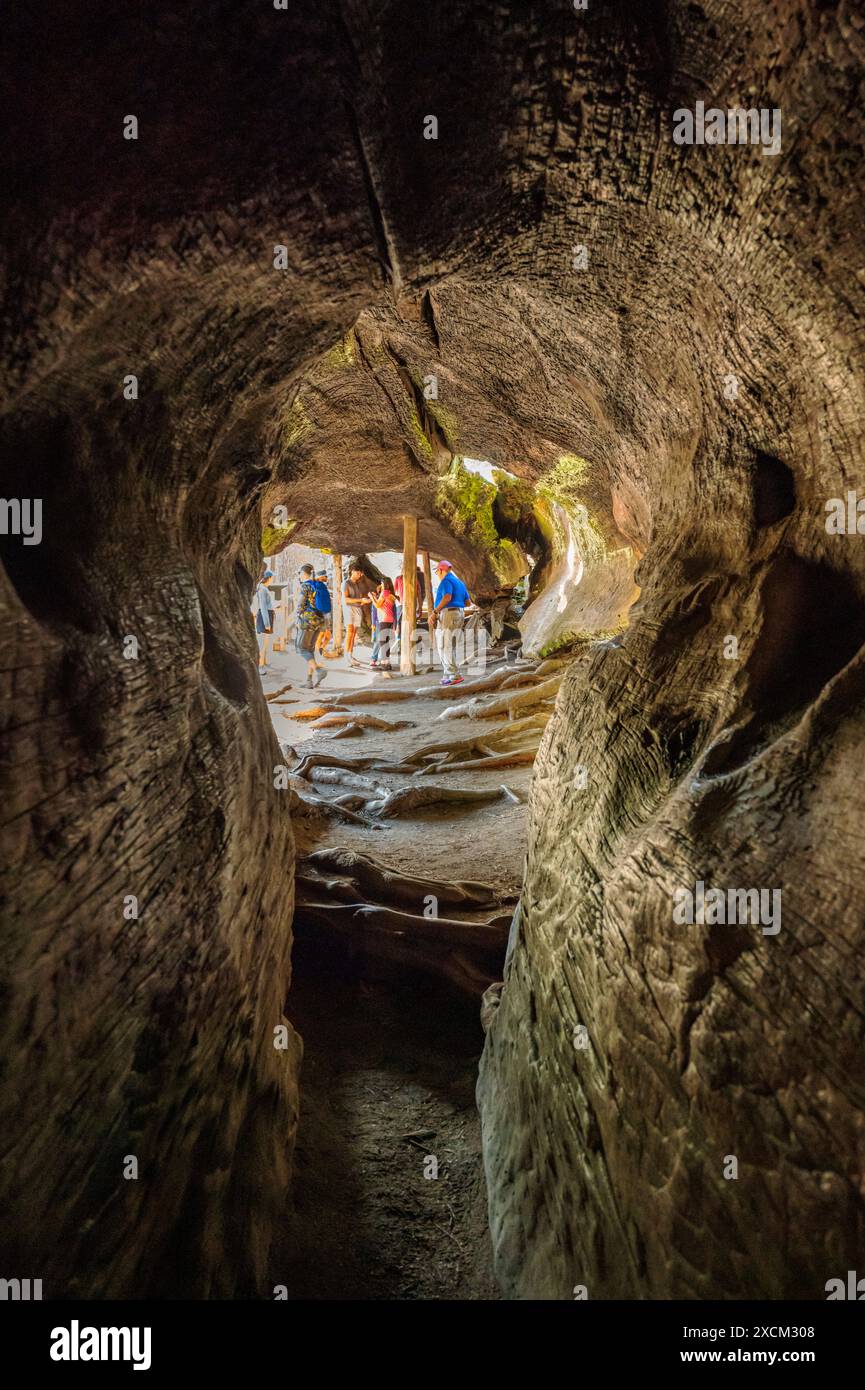 Les touristes marchent à travers Fallen Monarch ; Sequoia Tree ; Kings Canyon National Park ; Californie ; États-Unis Banque D'Images