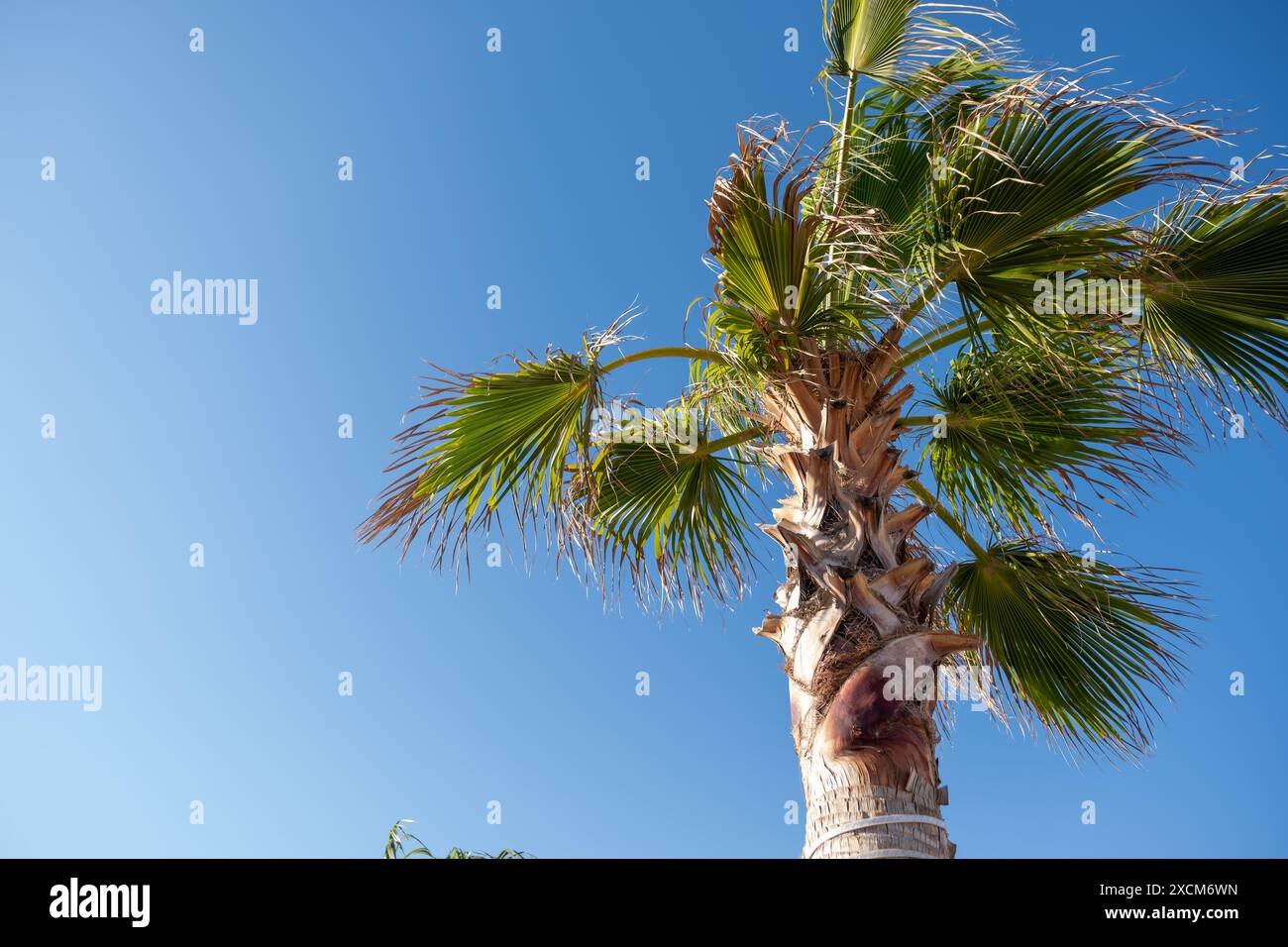 Un grand palmier contre un ciel bleu clair, symbolisant les vibrations tropicales et le temps ensoleillé. La scène est paisible et lumineuse Banque D'Images