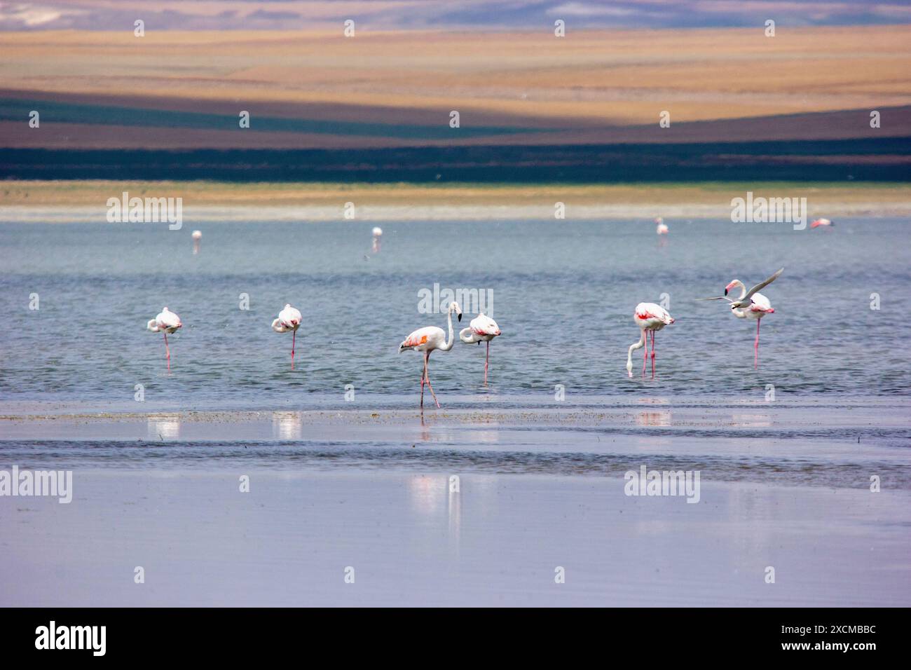 Un troupeau de flamants roses se tient dans l'eau Banque D'Images