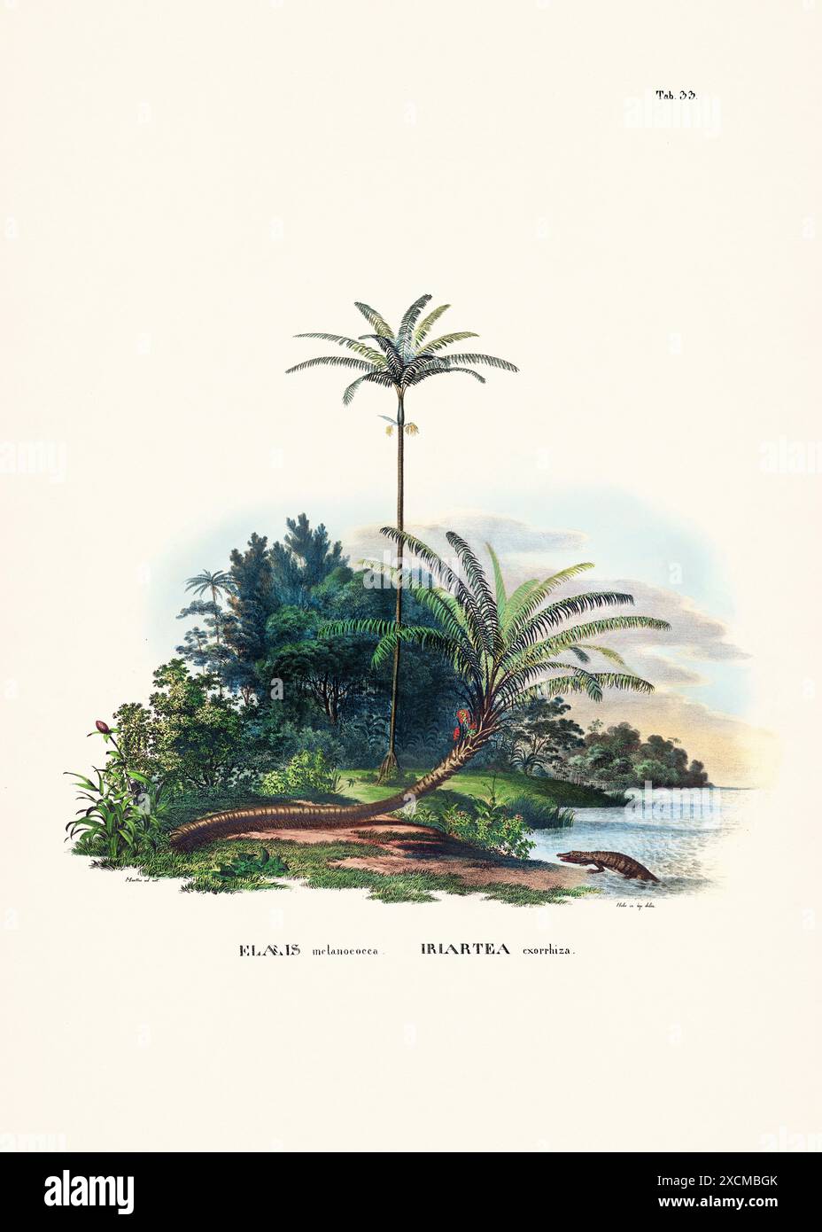 Illustration botanique de palmier tirée d'un livre du XIXe siècle, présentant différentes espèces dans leur habitat naturel. Banque D'Images