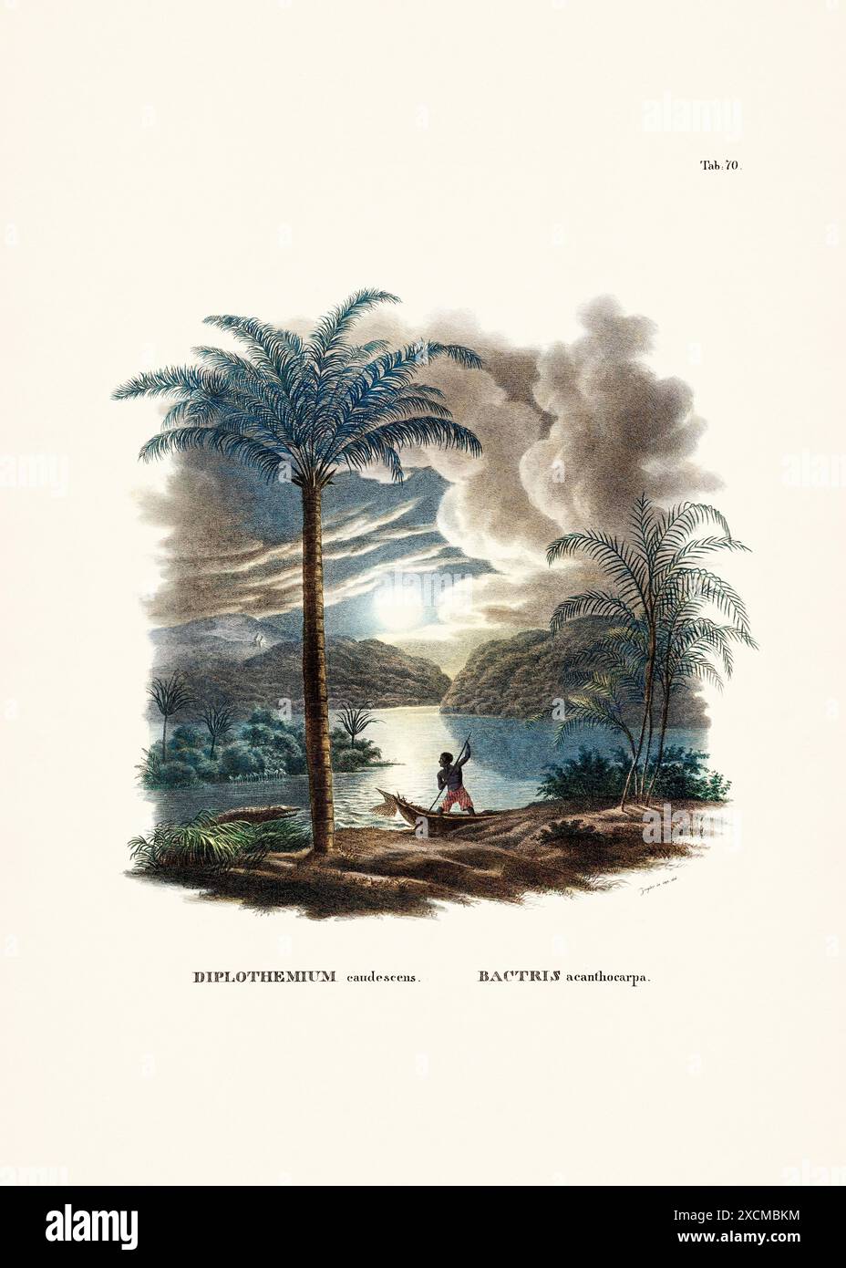 Illustration botanique de palmier tirée d'un livre du XIXe siècle, présentant différentes espèces dans leur habitat naturel. Banque D'Images