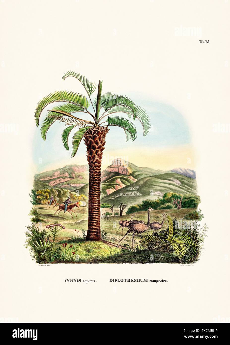 Illustration botanique de palmier tirée d'un livre du XIXe siècle, présentant différentes espèces dans leur habitat naturel. Banque D'Images