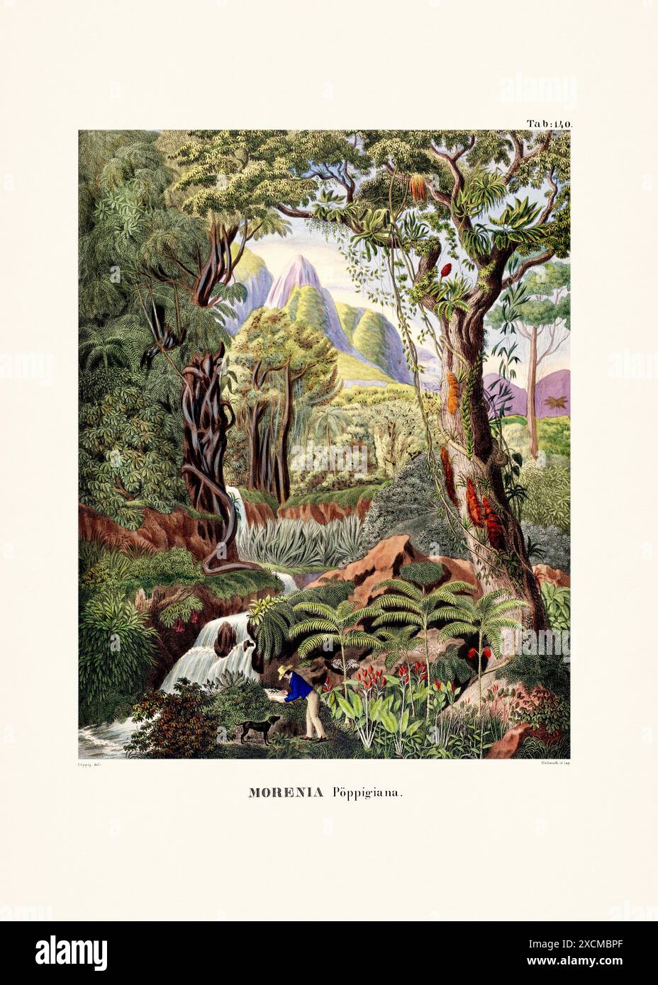 Illustration botanique de palmier tirée d'un livre du XIXe siècle, présentant différentes espèces dans leur habitat naturel. Banque D'Images