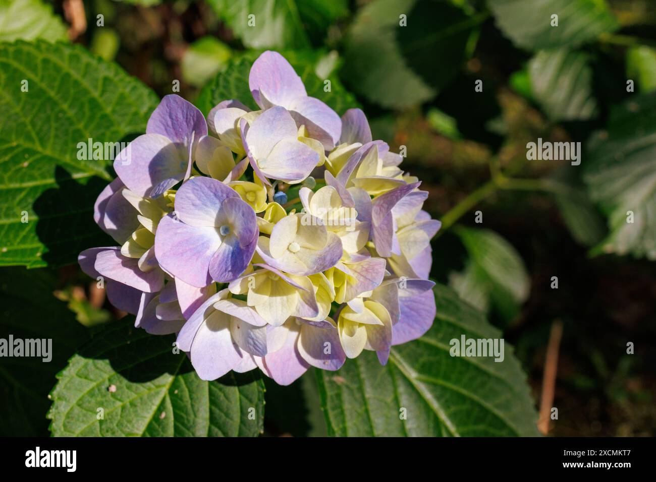 Images du Japon - hortensia, violet clair et jaune couleur Ajisai Fleur en pleine floraison Banque D'Images