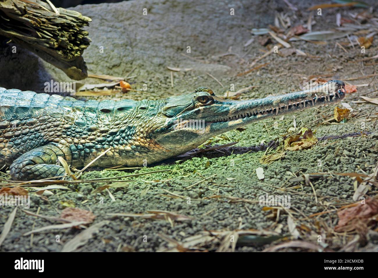 Sunda Gavial Tomistoma schlegelii, Vorkommen Malaysia, Borneo Sumatram Java, Indonesien, Asien mcpins *** Sunda Gavial Tomistoma schlegelii , Occurren Banque D'Images