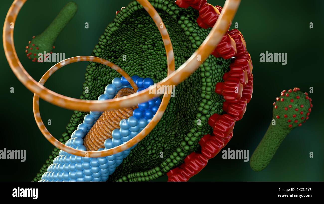 3d rendu du cycle de vie du baculovirus sont connus pour infecter les insectes, le virus bourgeonné (BV) est libéré des cellules hôtes infectées plus tard au cours de la sec Banque D'Images