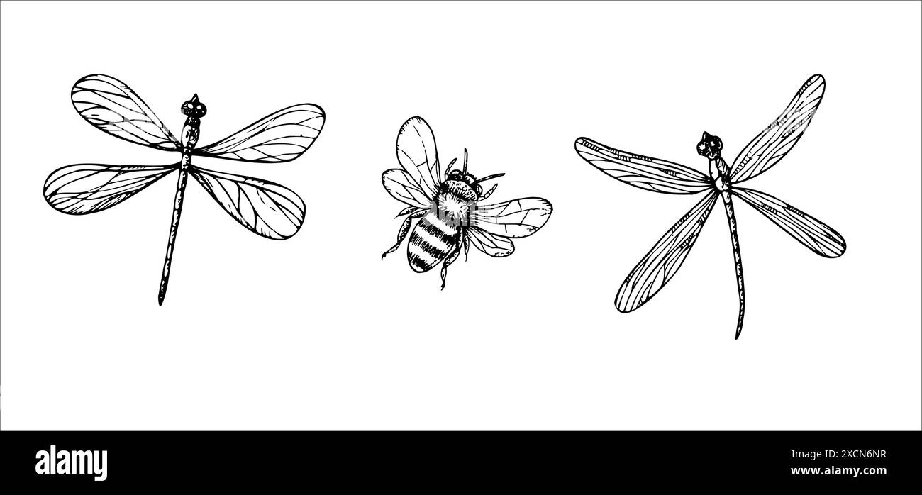 Vecteur libellules mignonnes et bourdon. Insectes linéaires peints à la main. Clipart graphique isolé sur fond. Illustration botanique et de mariage. Pour de Illustration de Vecteur