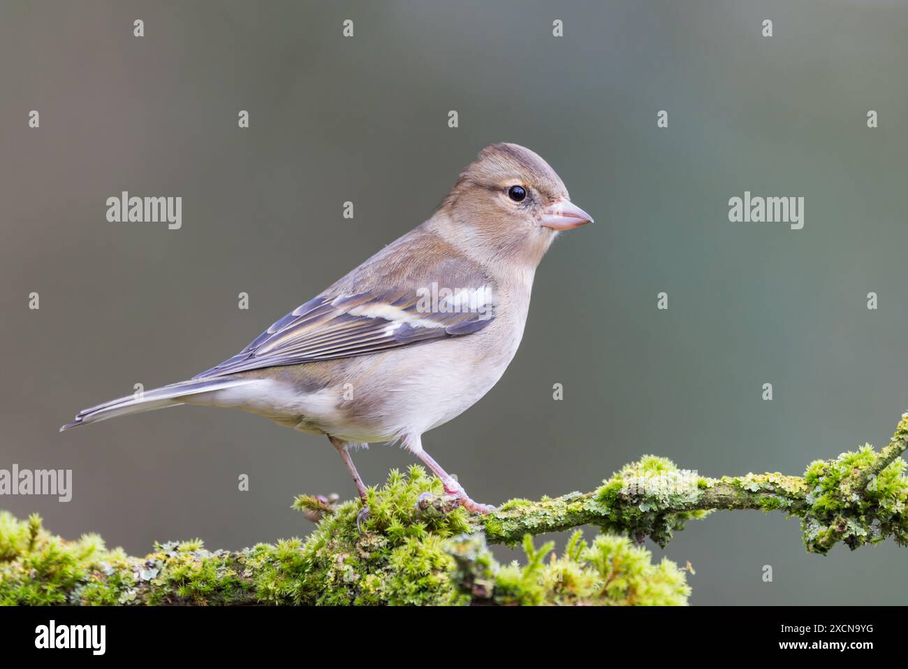 Chaffinch eurasien [ Fringilla coelebs ] sur bâton mousseline Banque D'Images