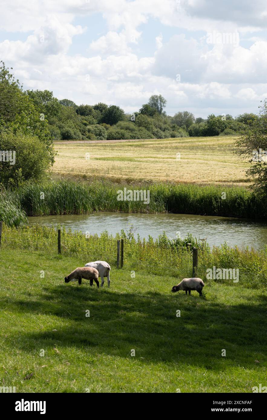 Un étang près de l'église Giles, Chesterton, Warwickshire, Angleterre, Royaume-Uni Banque D'Images