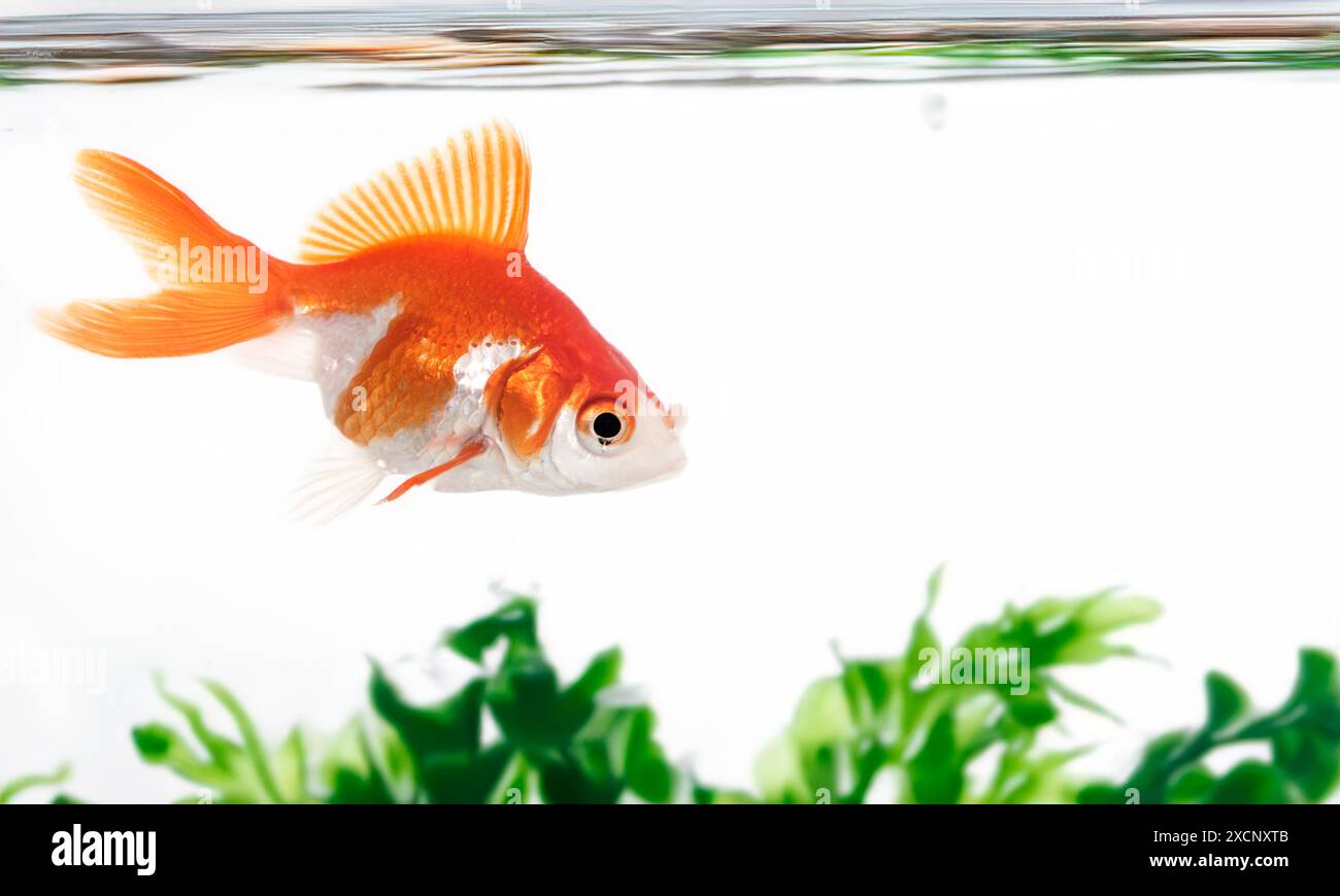 poisson rouge doré dans l'aquarium en face de fond blanc Banque D'Images