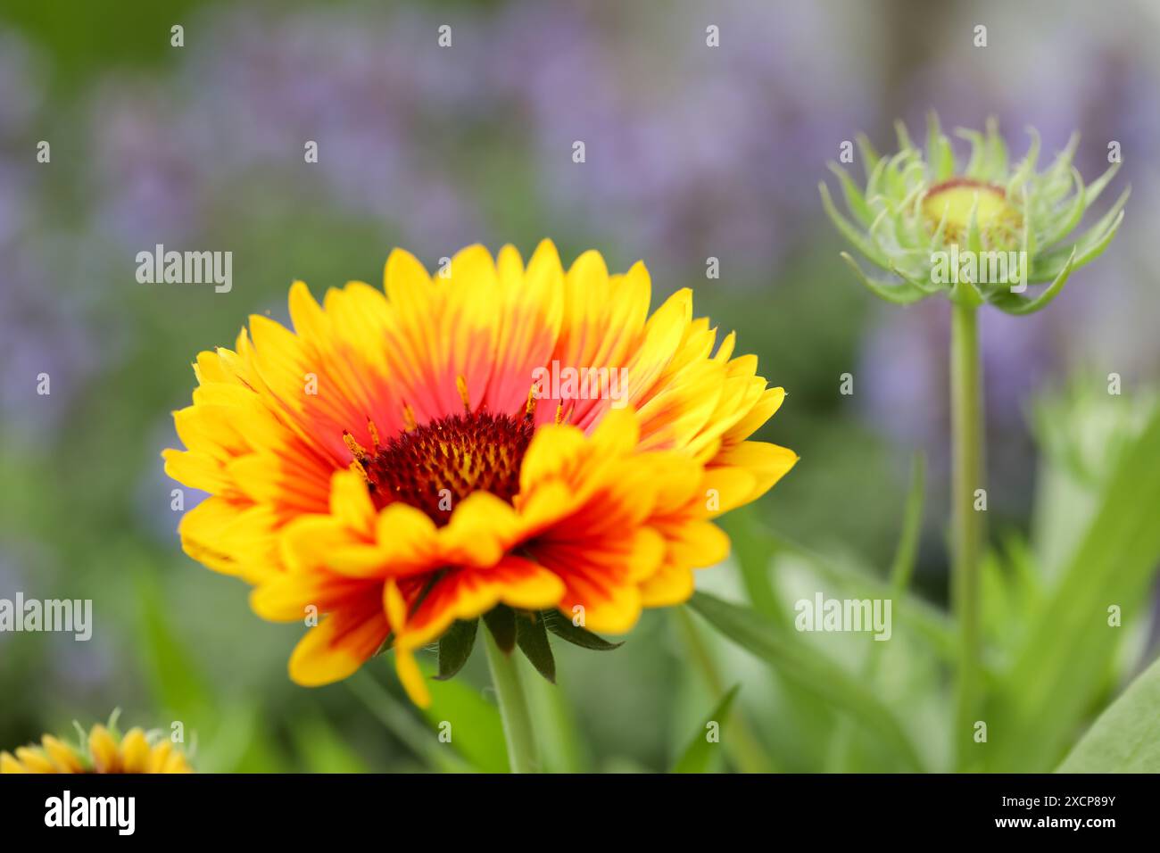 Gaillardia grandiflora, couverture fleur en gros plan Banque D'Images