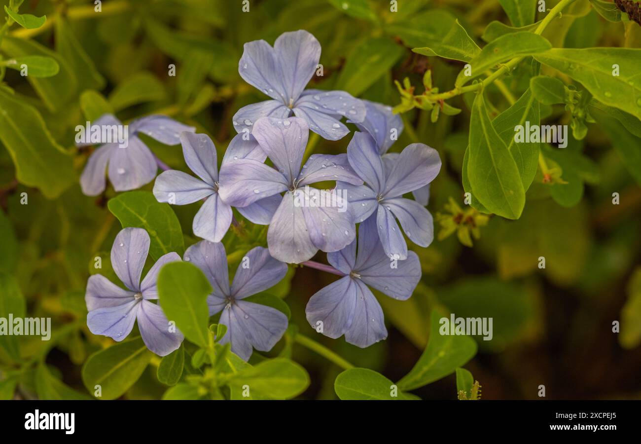 Plumbago auriculata,Cape plomb-moût,Plumbaginaceae. Banque D'Images Plumbago auriculata,Cape plomb-moût,Plumbaginaceae. Banque D'Images