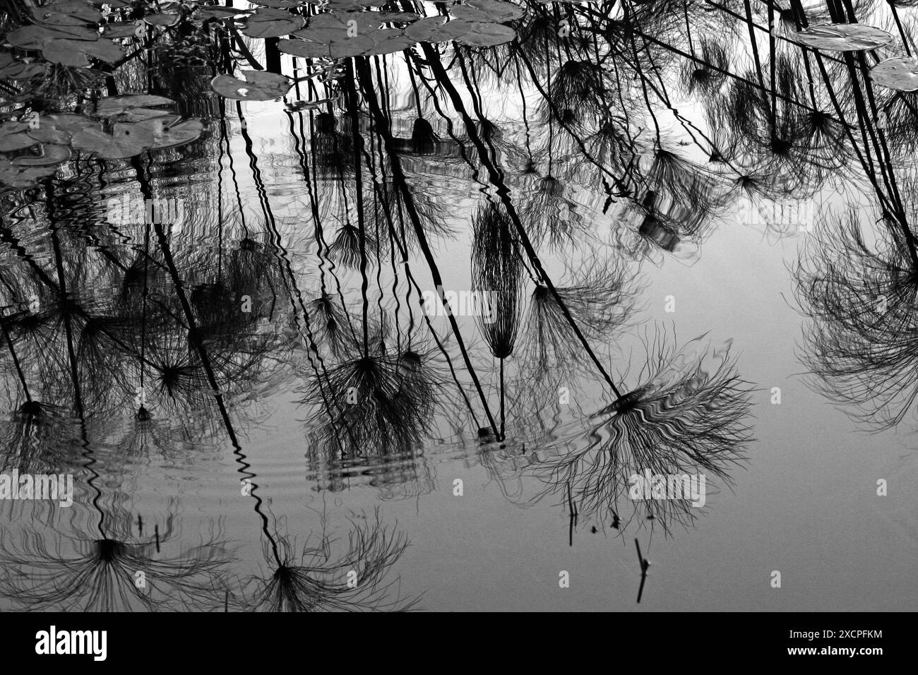 Plantes aquatiques et nénuphars se reflétant dans l'eau, photo prise dans la bande de Caprivi, Namibie Banque D'Images