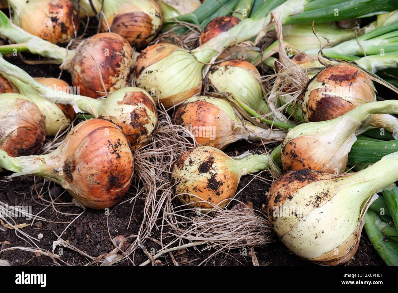 Plants d'oignon fraîchement récoltés dans un potager surélevé, Royaume-Uni. Banque D'Images