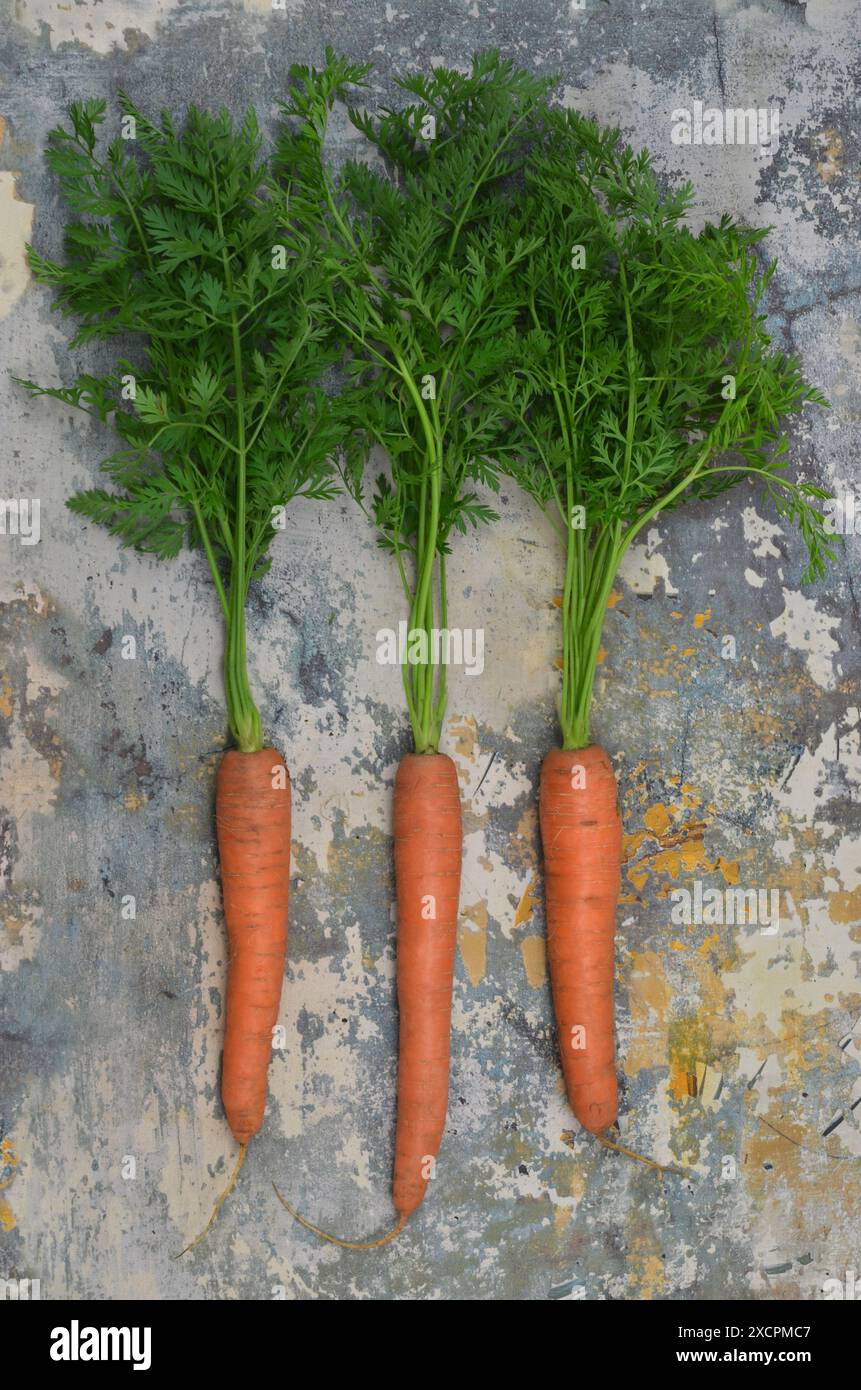 Fin d'été, récolte, trois carottes, vue de dessus. Banque D'Images