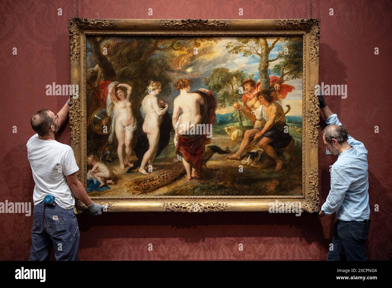 Londres, Angleterre, Royaume-Uni. 18 juin 2024. Après une restauration de 14 mois effectuée dans le département de conservation de la Galerie, le jugement de Paris de Rubens (probablement 1632'''5) revient au public le 18 juin 2024. Ce chef-d'œuvre, peint par Peter Paul Rubens (1577'''1640) dans la dernière décennie de sa vie, représente Paris faisant son choix entre les déesses Vénus, Minerve et Junon. La restauration révèle de nouvelles découvertes sur cette pièce importante au sein de la collection de la Galerie nationale. (Crédit image : © Thomas Krych/ZUMA Press Wire) USAGE ÉDITORIAL SEULEMENT! Pas pour Commerc Banque D'Images