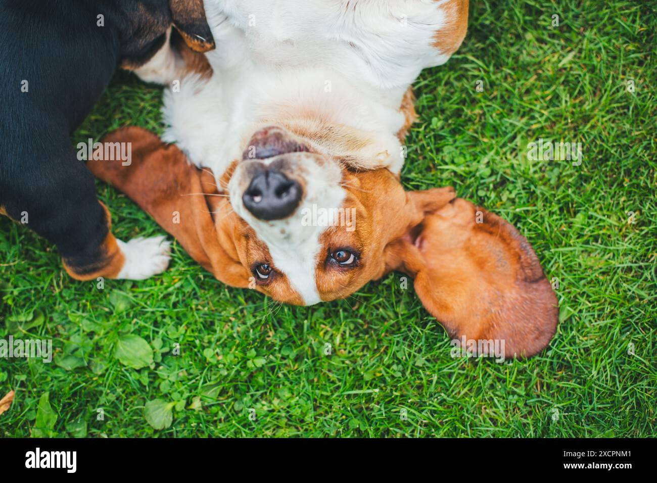 Basset Hound Banque D'Images