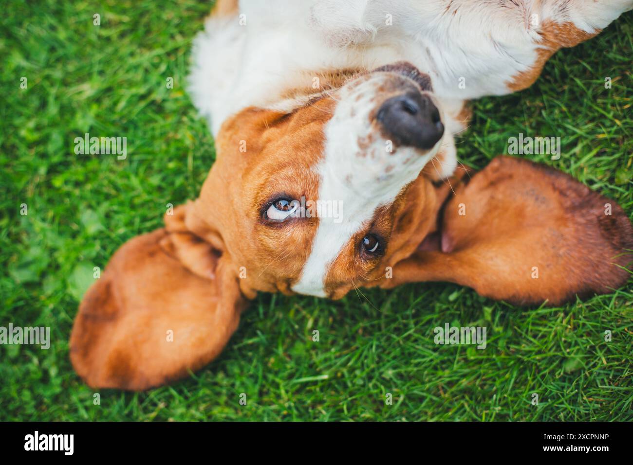 Basset Hound Banque D'Images