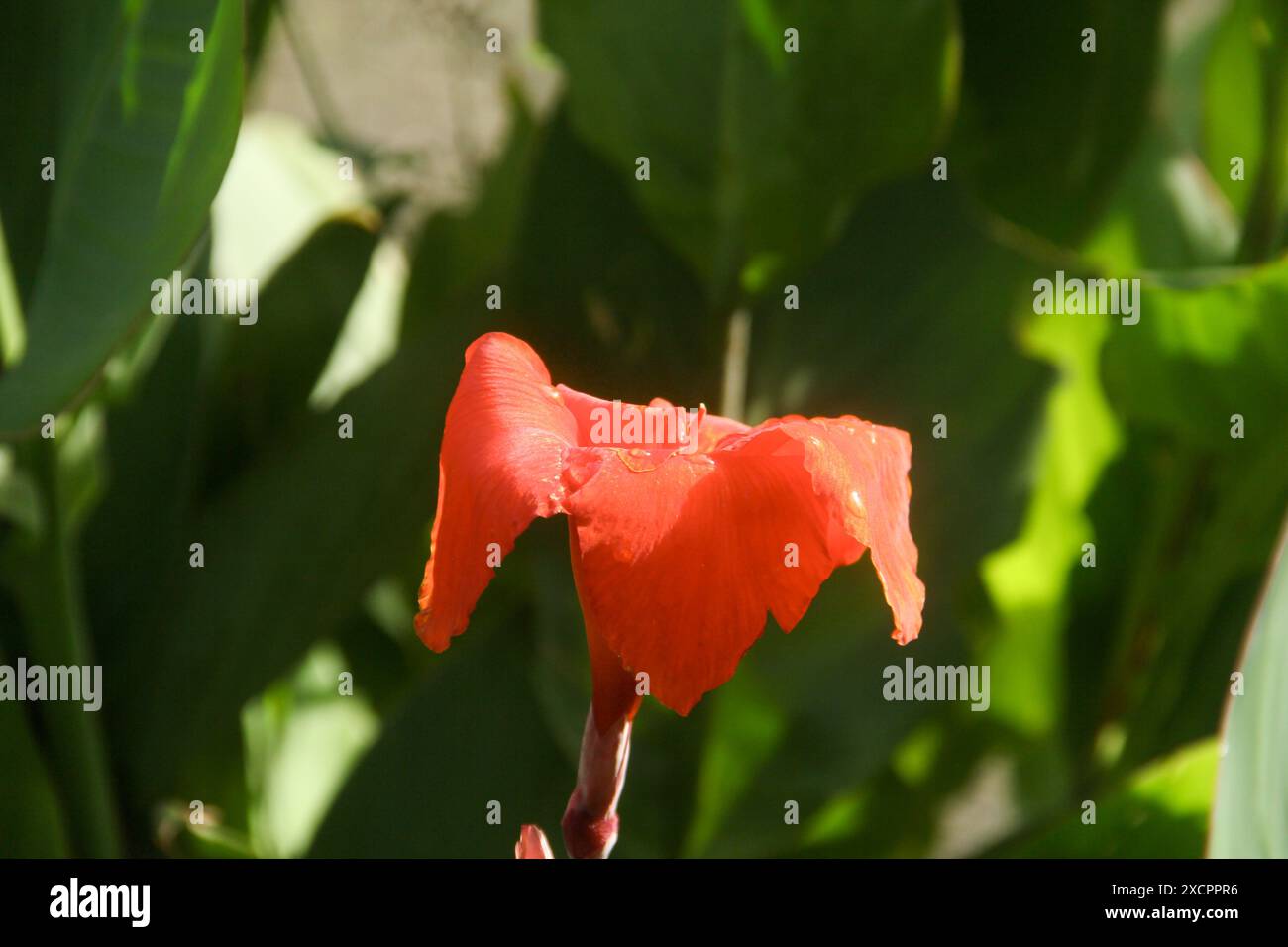 Fleurs rouges de canna indica ou fleur de grenaille indienne, qui fleurissent et sont illuminées par le soleil du matin Banque D'Images